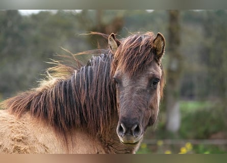 Pony Islandese, Giumenta, 6 Anni, 136 cm, Grullo