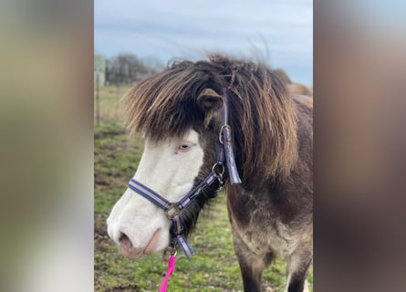 Pony Islandese, Giumenta, 6 Anni, 138 cm