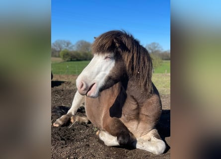 Pony Islandese, Giumenta, 6 Anni, 138 cm