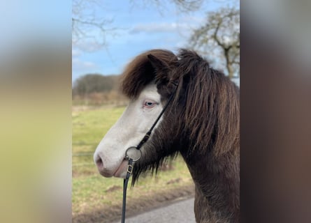 Pony Islandese, Giumenta, 6 Anni, 138 cm