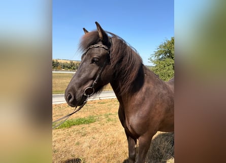 Pony Islandese, Giumenta, 6 Anni, 138 cm, Morello