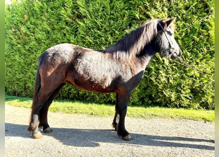 Pony Islandese, Giumenta, 6 Anni, 139 cm, Morello