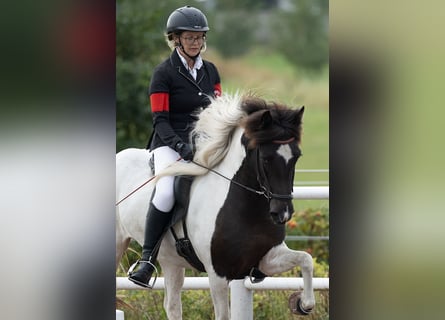 Pony Islandese, Giumenta, 6 Anni, 139 cm, Pezzato