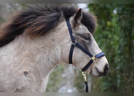 Pony Islandese, Giumenta, 6 Anni, 140 cm, Tobiano-tutti i colori