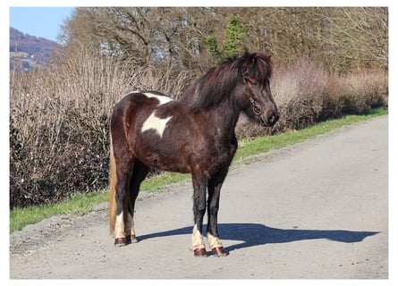 Pony Islandese, Giumenta, 6 Anni, 143 cm, Pezzato