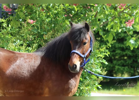 Pony Islandese, Giumenta, 6 Anni, Baio