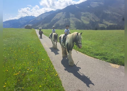Pony Islandese, Giumenta, 6 Anni