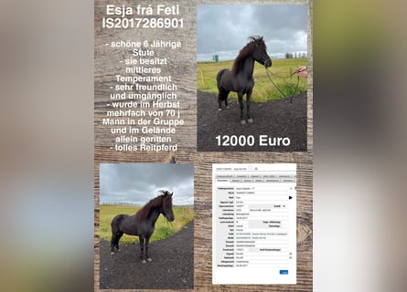 Pony Islandese, Giumenta, 6 Anni, Morello