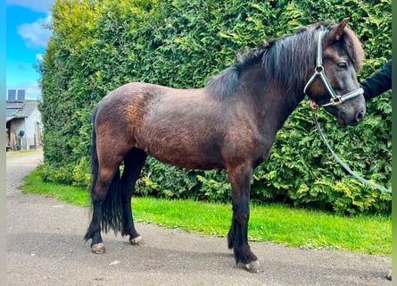 Pony Islandese, Giumenta, 7 Anni, 135 cm, Morello