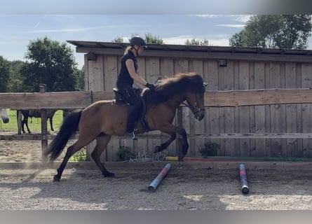 Pony Islandese, Giumenta, 7 Anni, 140 cm, Baio