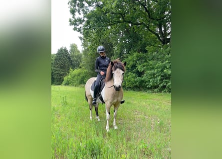 Pony Islandese, Giumenta, 7 Anni, 140 cm, Tobiano-tutti i colori