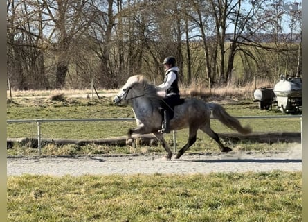 Pony Islandese, Giumenta, 7 Anni, 142 cm, Grigio pezzato