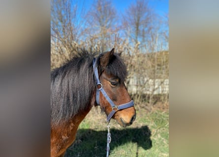 Pony Islandese, Giumenta, 8 Anni, 130 cm, Baio