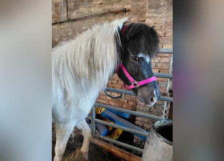 Pony Islandese, Giumenta, 8 Anni, 135 cm, Pezzato