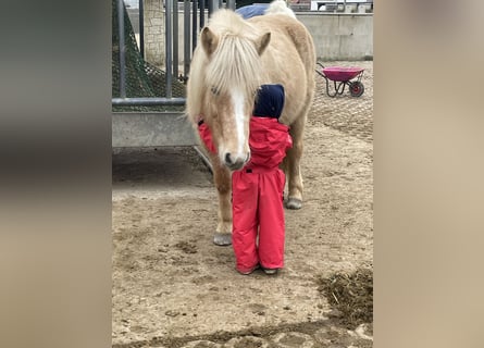 Pony Islandese, Giumenta, 8 Anni, 138 cm, Palomino