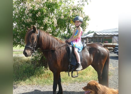 Pony Islandese, Giumenta, 8 Anni, 139 cm, Morello