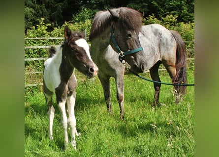 Pony Islandese, Giumenta, 8 Anni, 139 cm, Roano blu