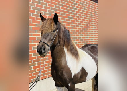 Pony Islandese, Giumenta, 8 Anni, 143 cm, Pezzato