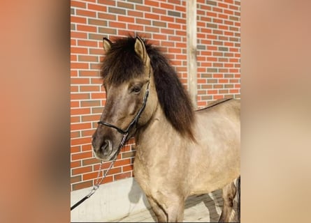 Pony Islandese, Giumenta, 8 Anni, 145 cm, Falbo