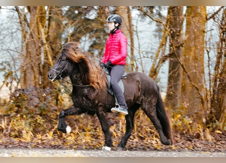 Pony Islandese, Giumenta, 8 Anni, 146 cm, Morello