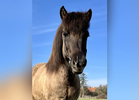 Pony Islandese, Giumenta, 9 Anni, 137 cm, Falbo