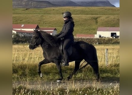 Pony Islandese, Giumenta, 9 Anni, 138 cm, Morello