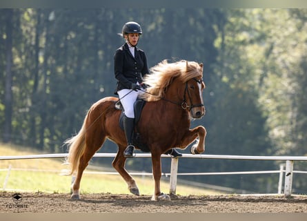 Pony Islandese, Giumenta, 9 Anni, 141 cm, Sauro