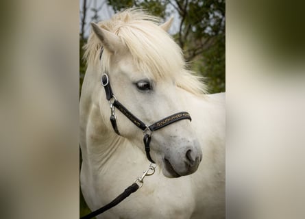 Pony Islandese, Giumenta, 9 Anni, 142 cm, Grigio