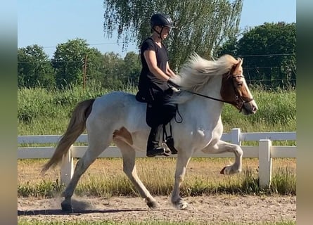 Pony Islandese, Giumenta, 9 Anni, 142 cm, Pezzato