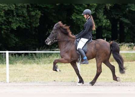 Pony Islandese, Giumenta, 9 Anni, 143 cm, Morello
