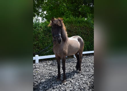 Pony Islandese, Giumenta, 9 Anni, 150 cm, Grullo