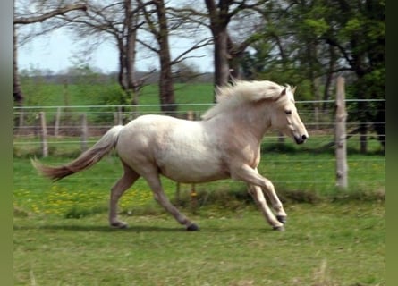 Pony Islandese, Giumenta, 9 Anni, Palomino