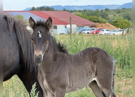 Pony Islandese, Giumenta, Puledri (07/2026), 142 cm, Morello