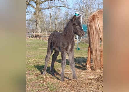 Pony Islandese, Giumenta, Puledri (03/2025), 145 cm, Morello
