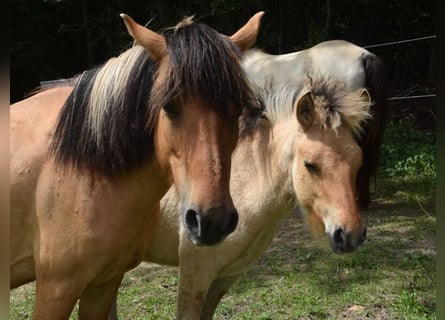 Pony Islandese, Giumenta, Puledri (01/2025), 145 cm, Palomino