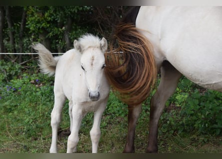 Pony Islandese, Giumenta, Puledri (01/2025)