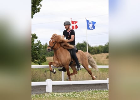 Pony Islandese, Stallone, 10 Anni, 152 cm, Falbo