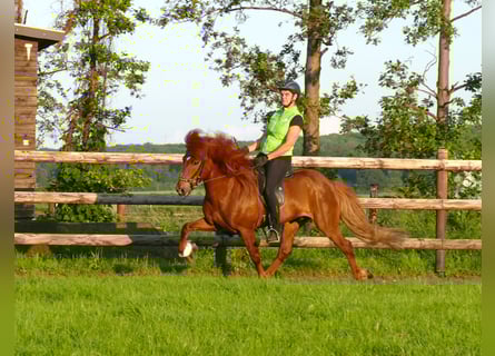 Pony Islandese, Stallone, 14 Anni, 144 cm, Sauro