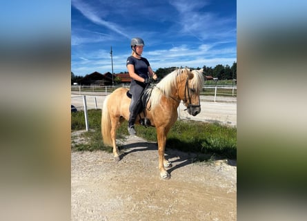 Pony Islandese, Stallone, 15 Anni, 141 cm, Baio chiaro