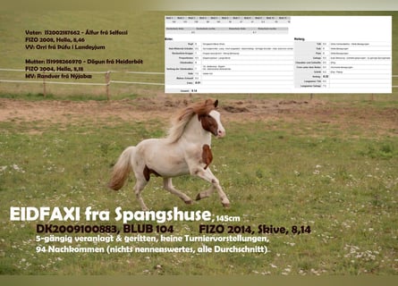 Pony Islandese, Stallone, 16 Anni, 145 cm, Pezzato