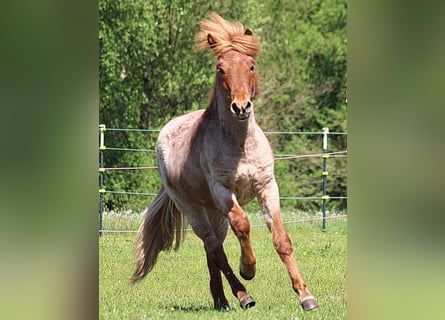 Pony Islandese, Stallone, 1 Anno, 135 cm, Sauro