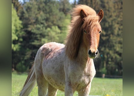 Pony Islandese, Stallone, 1 Anno, 135 cm, Sauro
