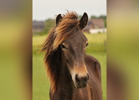 Pony Islandese, Stallone, 1 Anno, 140 cm, Baio scuro