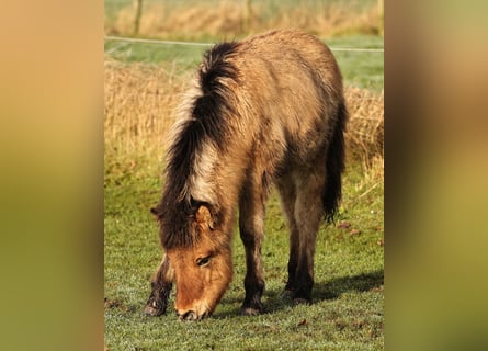 Pony Islandese, Stallone, 1 Anno, 140 cm, Falbo