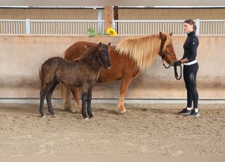 Pony Islandese, Stallone, 1 Anno, 140 cm, Morello