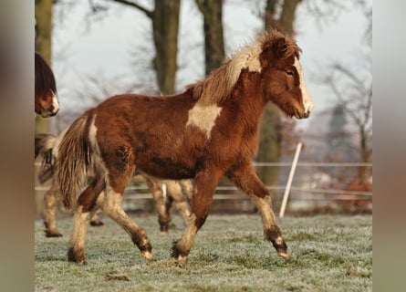 Pony Islandese, Stallone, 1 Anno, 140 cm, Pezzato