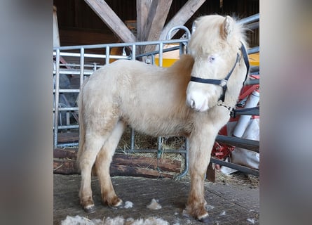 Pony Islandese, Stallone, 1 Anno, 142 cm, Perlino