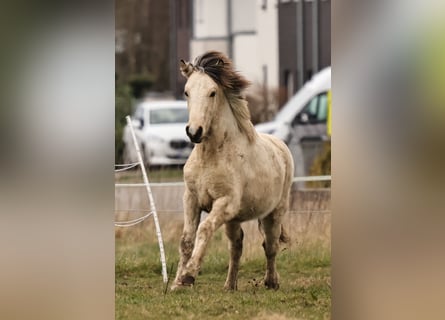 Pony Islandese, Stallone, 1 Anno, 145 cm, Pezzato