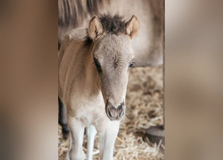 Pony Islandese, Stallone, 1 Anno
