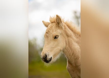 Cavallo islandese. I capretti dun cavallo essendo addestrato